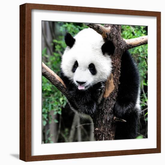 China 10MKm2 Collection - Giant Panda Baby-Philippe Hugonnard-Framed Photographic Print