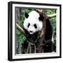 China 10MKm2 Collection - Giant Panda Baby-Philippe Hugonnard-Framed Photographic Print