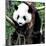 China 10MKm2 Collection - Giant Panda Baby-Philippe Hugonnard-Mounted Photographic Print