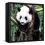 China 10MKm2 Collection - Giant Panda Baby-Philippe Hugonnard-Framed Stretched Canvas