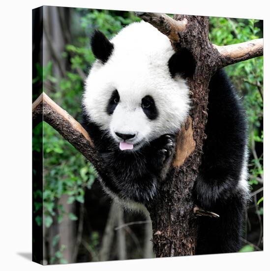 China 10MKm2 Collection - Giant Panda Baby-Philippe Hugonnard-Stretched Canvas