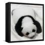 China 10MKm2 Collection - Giant Panda Baby-Philippe Hugonnard-Framed Stretched Canvas