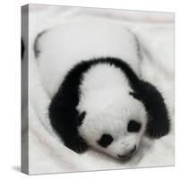 China 10MKm2 Collection - Giant Panda Baby-Philippe Hugonnard-Stretched Canvas