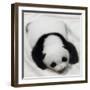 China 10MKm2 Collection - Giant Panda Baby-Philippe Hugonnard-Framed Photographic Print