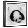 China 10MKm2 Collection - Giant Panda Baby-Philippe Hugonnard-Framed Photographic Print