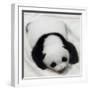 China 10MKm2 Collection - Giant Panda Baby-Philippe Hugonnard-Framed Photographic Print