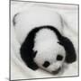 China 10MKm2 Collection - Giant Panda Baby-Philippe Hugonnard-Mounted Photographic Print