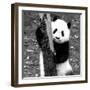 China 10MKm2 Collection - Giant Panda Baby-Philippe Hugonnard-Framed Photographic Print