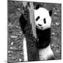 China 10MKm2 Collection - Giant Panda Baby-Philippe Hugonnard-Mounted Photographic Print