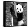 China 10MKm2 Collection - Giant Panda Baby-Philippe Hugonnard-Framed Stretched Canvas