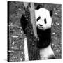 China 10MKm2 Collection - Giant Panda Baby-Philippe Hugonnard-Stretched Canvas