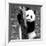 China 10MKm2 Collection - Giant Panda Baby-Philippe Hugonnard-Framed Photographic Print