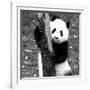 China 10MKm2 Collection - Giant Panda Baby-Philippe Hugonnard-Framed Photographic Print