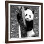 China 10MKm2 Collection - Giant Panda Baby-Philippe Hugonnard-Framed Photographic Print