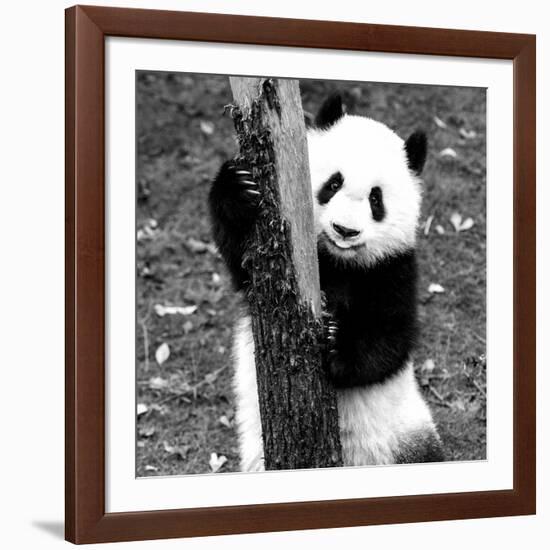 China 10MKm2 Collection - Giant Panda Baby-Philippe Hugonnard-Framed Photographic Print