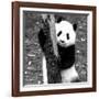 China 10MKm2 Collection - Giant Panda Baby-Philippe Hugonnard-Framed Photographic Print