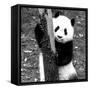 China 10MKm2 Collection - Giant Panda Baby-Philippe Hugonnard-Framed Stretched Canvas