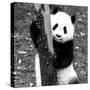 China 10MKm2 Collection - Giant Panda Baby-Philippe Hugonnard-Stretched Canvas