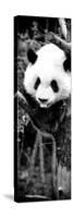 China 10MKm2 Collection - Giant Panda Baby-Philippe Hugonnard-Stretched Canvas