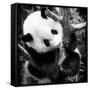 China 10MKm2 Collection - Giant Panda Baby-Philippe Hugonnard-Framed Stretched Canvas