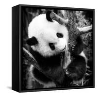 China 10MKm2 Collection - Giant Panda Baby-Philippe Hugonnard-Framed Stretched Canvas