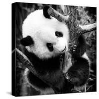 China 10MKm2 Collection - Giant Panda Baby-Philippe Hugonnard-Stretched Canvas