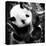 China 10MKm2 Collection - Giant Panda Baby-Philippe Hugonnard-Stretched Canvas