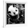 China 10MKm2 Collection - Giant Panda Baby-Philippe Hugonnard-Framed Photographic Print