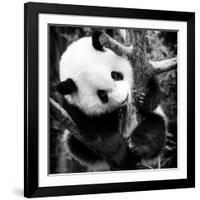 China 10MKm2 Collection - Giant Panda Baby-Philippe Hugonnard-Framed Photographic Print