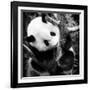 China 10MKm2 Collection - Giant Panda Baby-Philippe Hugonnard-Framed Photographic Print