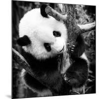 China 10MKm2 Collection - Giant Panda Baby-Philippe Hugonnard-Mounted Photographic Print