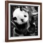 China 10MKm2 Collection - Giant Panda Baby-Philippe Hugonnard-Framed Photographic Print