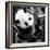 China 10MKm2 Collection - Giant Panda Baby-Philippe Hugonnard-Framed Photographic Print