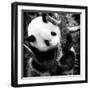 China 10MKm2 Collection - Giant Panda Baby-Philippe Hugonnard-Framed Photographic Print