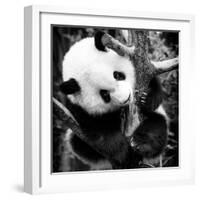 China 10MKm2 Collection - Giant Panda Baby-Philippe Hugonnard-Framed Photographic Print