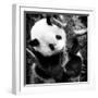 China 10MKm2 Collection - Giant Panda Baby-Philippe Hugonnard-Framed Photographic Print