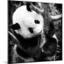 China 10MKm2 Collection - Giant Panda Baby-Philippe Hugonnard-Mounted Photographic Print