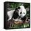 China 10MKm2 Collection - Giant Panda Baby-Philippe Hugonnard-Framed Stretched Canvas