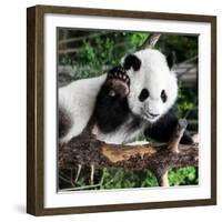 China 10MKm2 Collection - Giant Panda Baby-Philippe Hugonnard-Framed Photographic Print