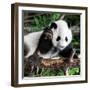 China 10MKm2 Collection - Giant Panda Baby-Philippe Hugonnard-Framed Photographic Print