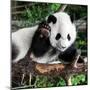 China 10MKm2 Collection - Giant Panda Baby-Philippe Hugonnard-Mounted Photographic Print