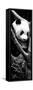 China 10MKm2 Collection - Giant Panda Baby-Philippe Hugonnard-Framed Stretched Canvas