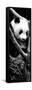 China 10MKm2 Collection - Giant Panda Baby-Philippe Hugonnard-Framed Stretched Canvas