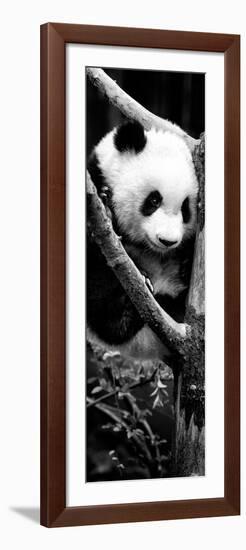 China 10MKm2 Collection - Giant Panda Baby-Philippe Hugonnard-Framed Photographic Print