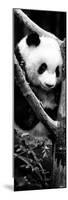 China 10MKm2 Collection - Giant Panda Baby-Philippe Hugonnard-Mounted Photographic Print