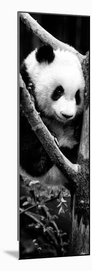 China 10MKm2 Collection - Giant Panda Baby-Philippe Hugonnard-Mounted Photographic Print