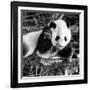 China 10MKm2 Collection - Giant Panda Baby-Philippe Hugonnard-Framed Photographic Print