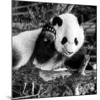 China 10MKm2 Collection - Giant Panda Baby-Philippe Hugonnard-Mounted Photographic Print