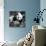 China 10MKm2 Collection - Giant Panda Baby-Philippe Hugonnard-Mounted Photographic Print displayed on a wall