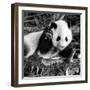 China 10MKm2 Collection - Giant Panda Baby-Philippe Hugonnard-Framed Photographic Print